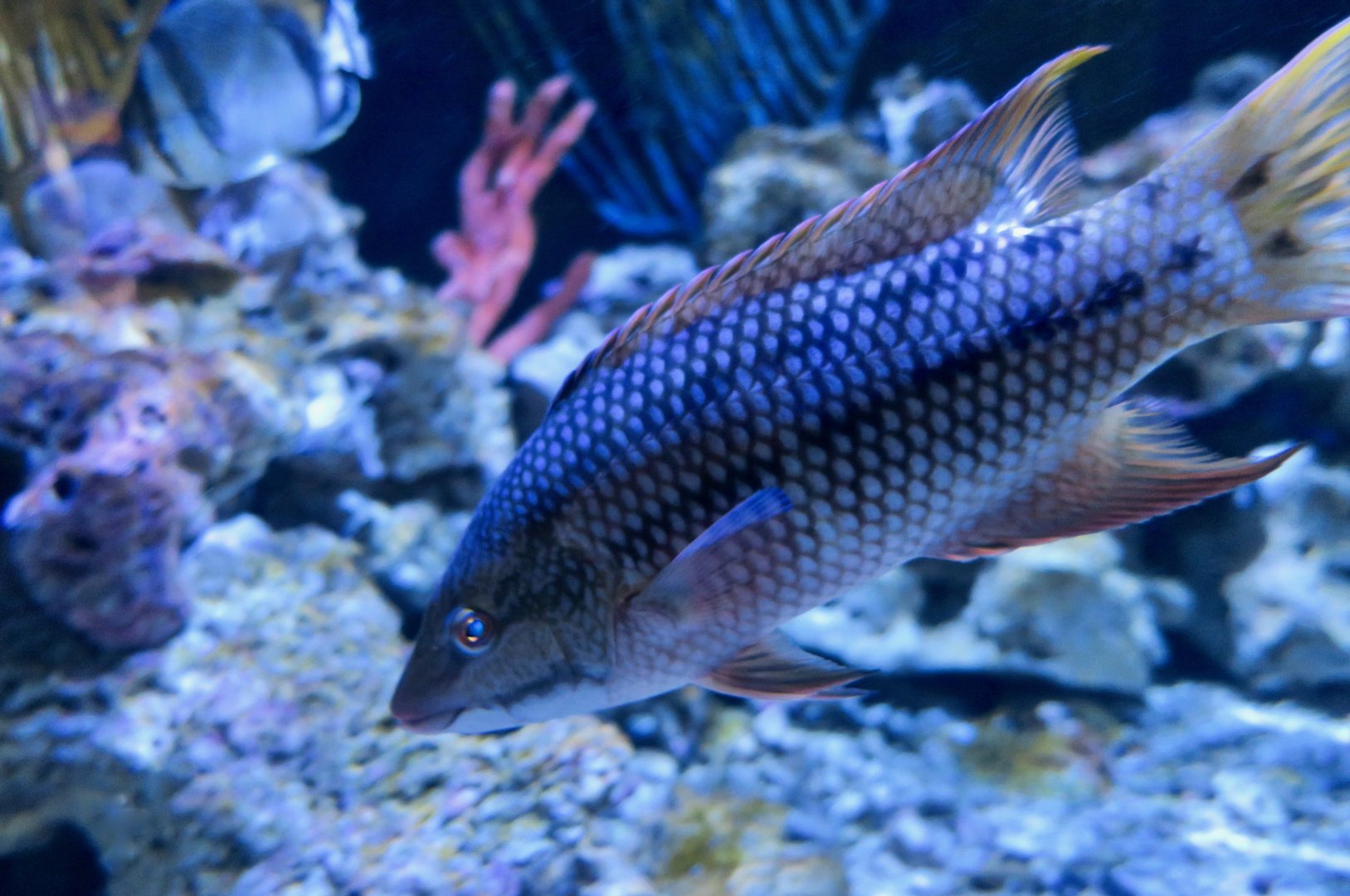 Mexican Hogfish (Bodianus diplotaenia)