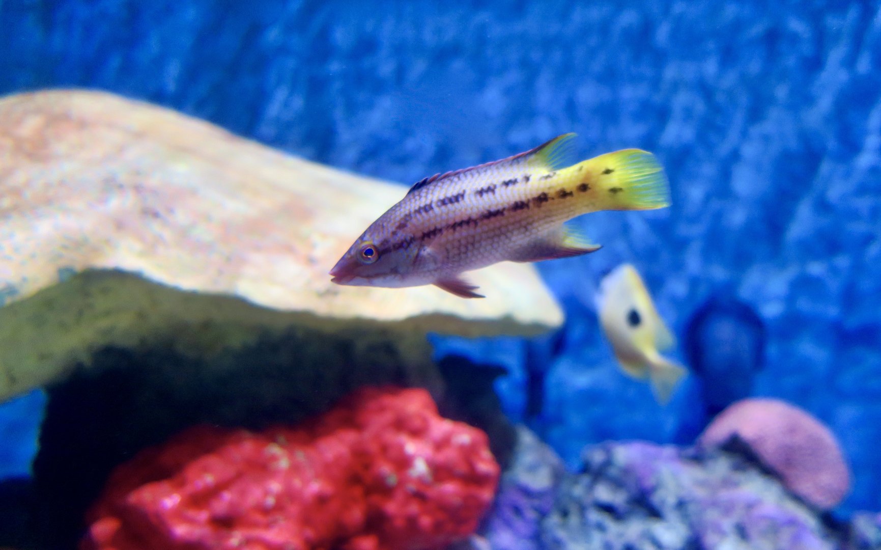 Mexican Hogfish (Bodianus diplotaenia)