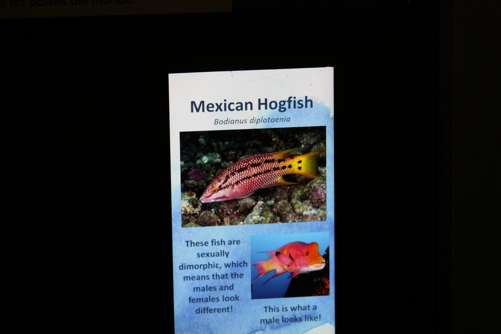 Mexican Hogfish Signage