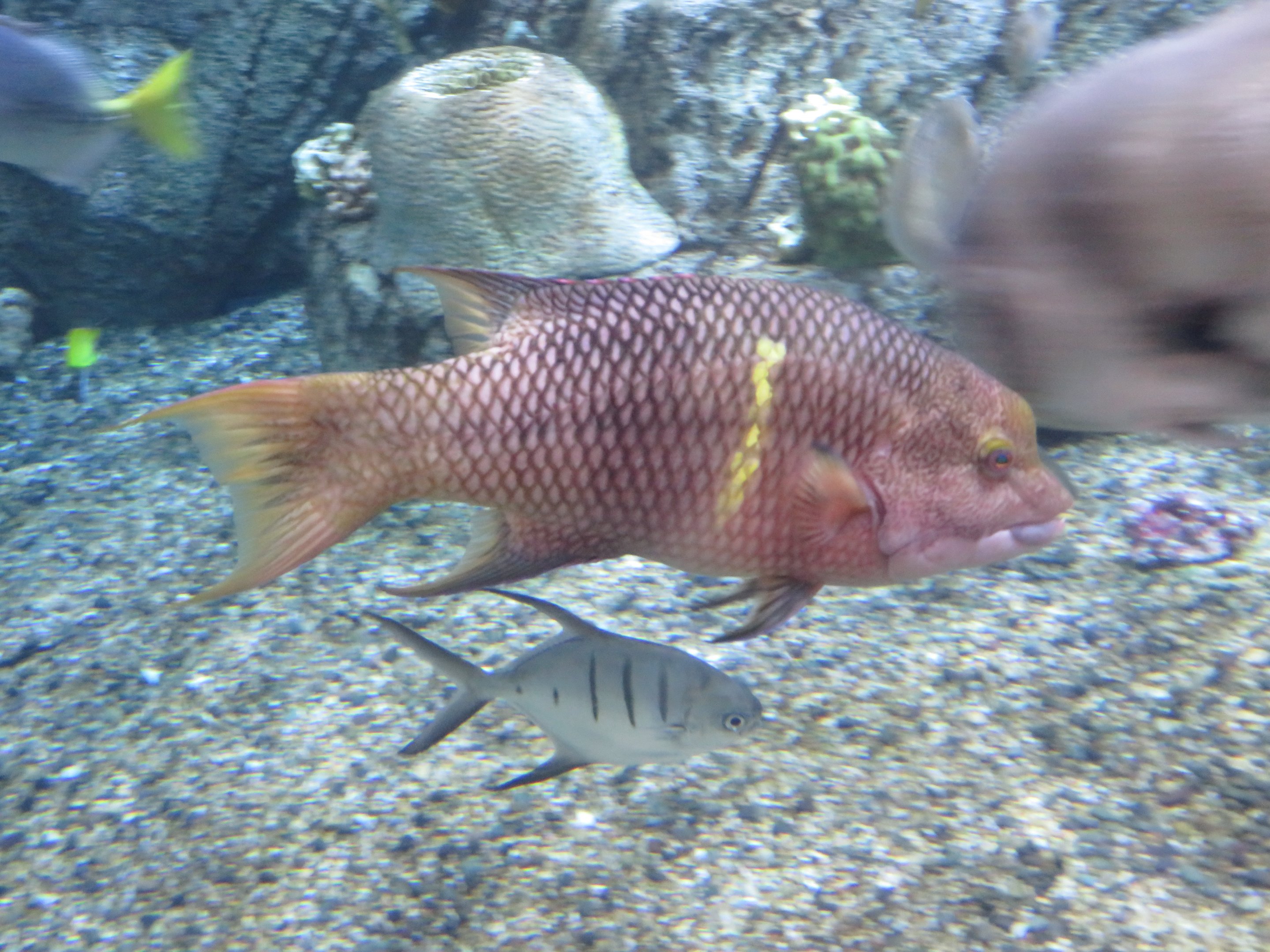 Mexican Hogfish