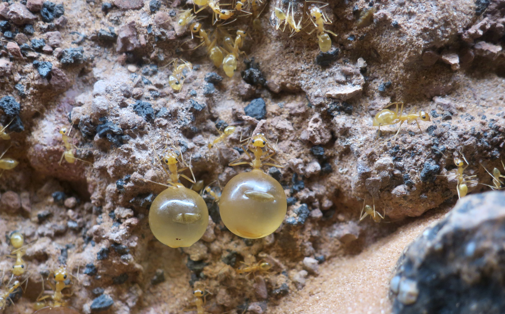 Mexican Honeypot Ant (Myrmecocystus mexicanus)