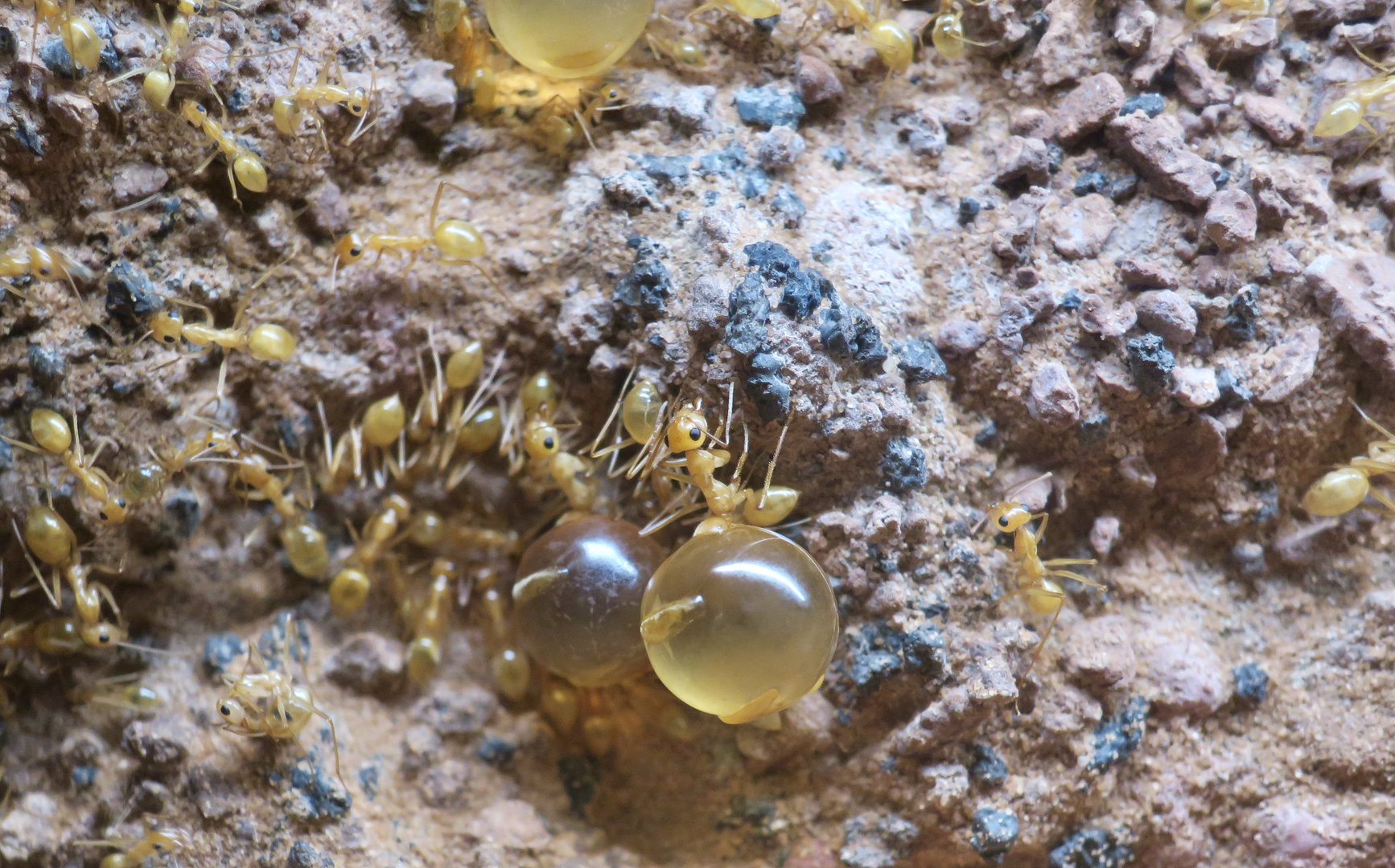 Mexican Honeypot Ant (Myrmecocystus mexicanus)