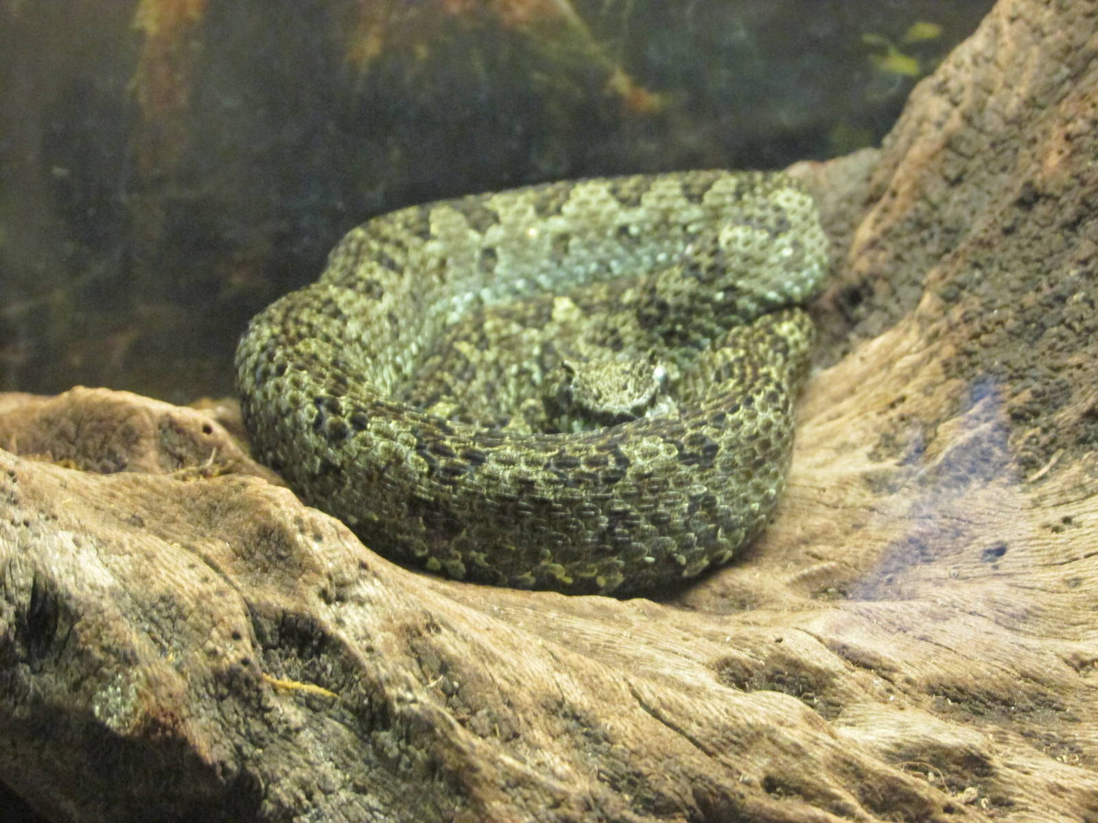 mexican horned pit viper san juan de aragon zoo
