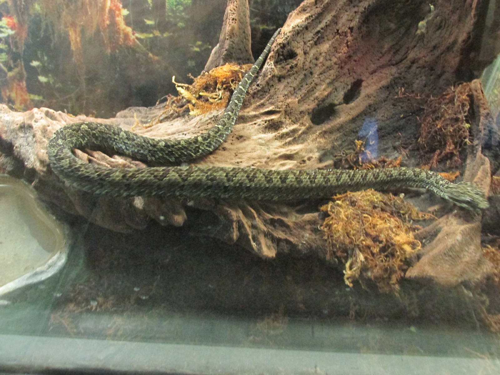 mexican horned pit viper san juan de aragon zoo