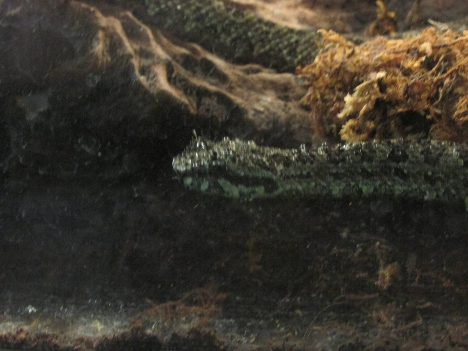 mexican horned pit viper san juan de aragon zoo