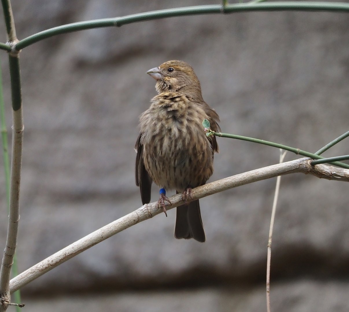 Mexican house finch (Haemorhous mexicanus), 2025-05-17