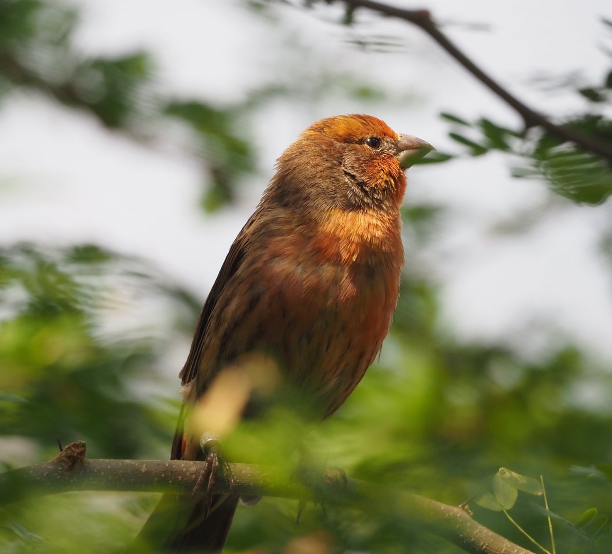 Mexican house finch (Haemorhous mexicanus), 2025-05-17