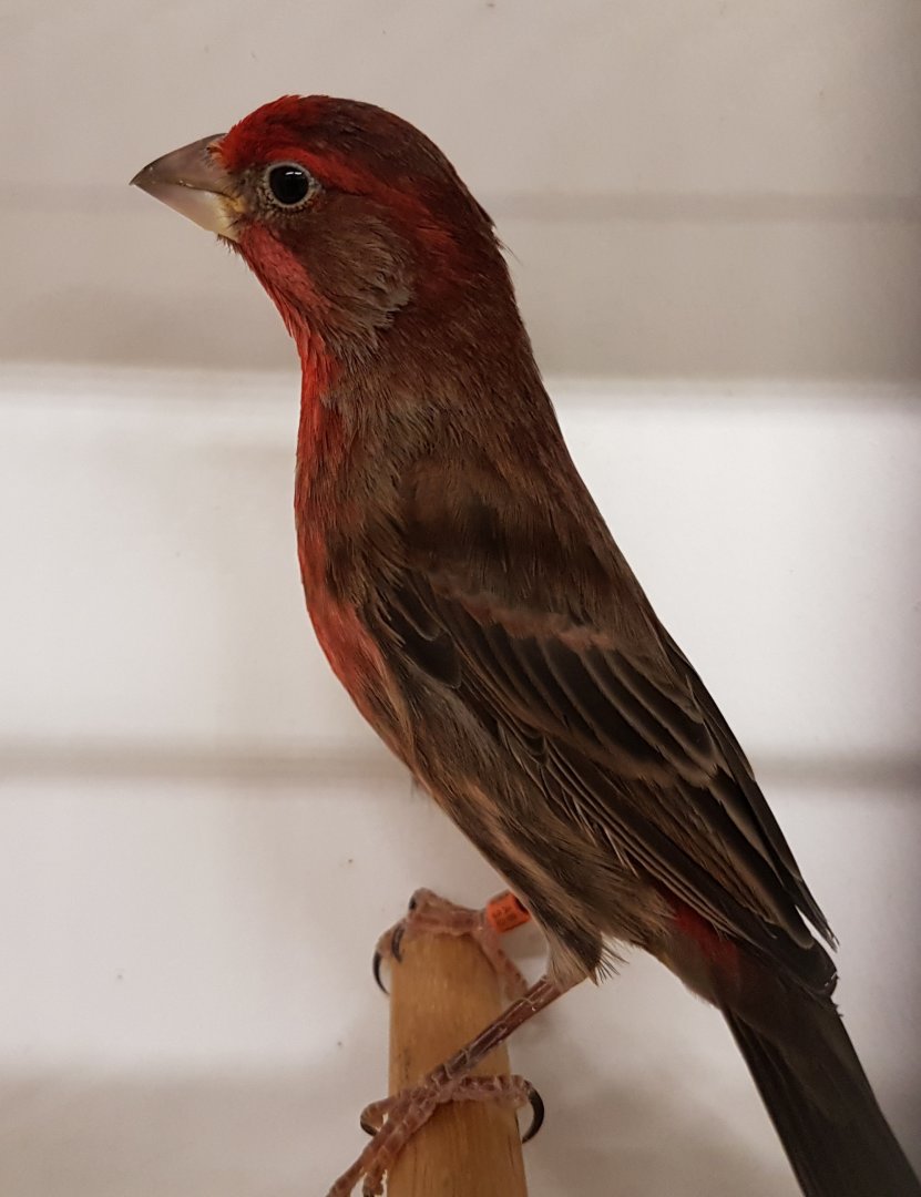 Mexican housefinch