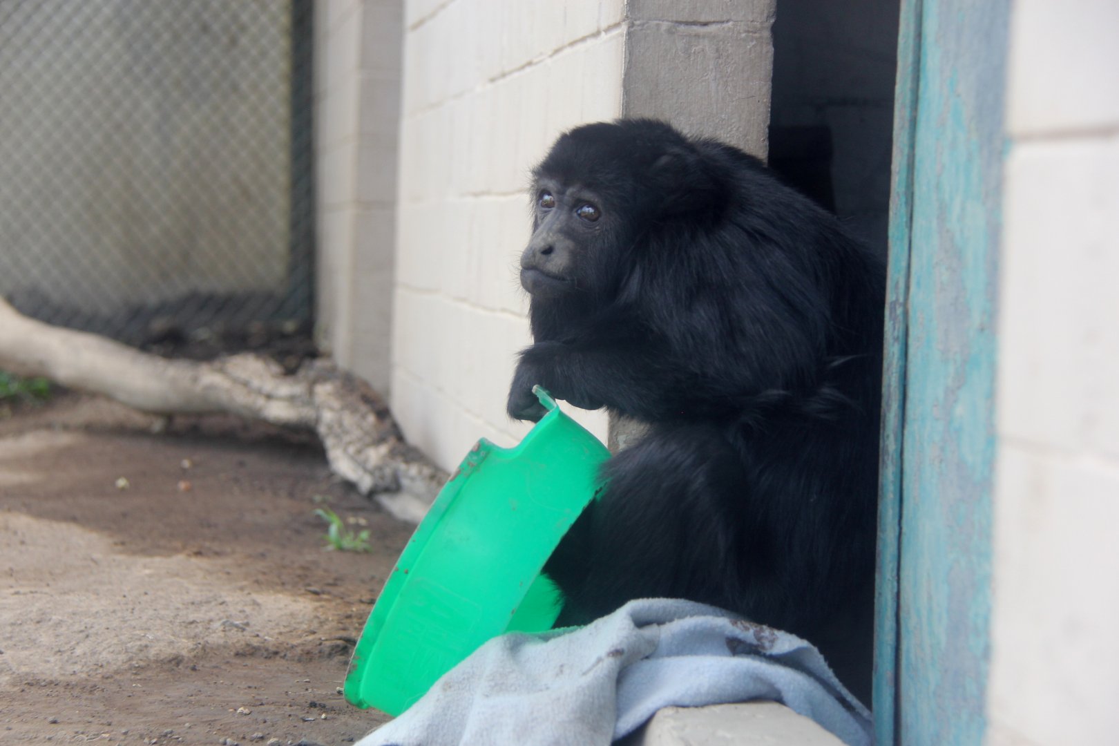Mexican howler monkey (Alouatta palliata mexicana)