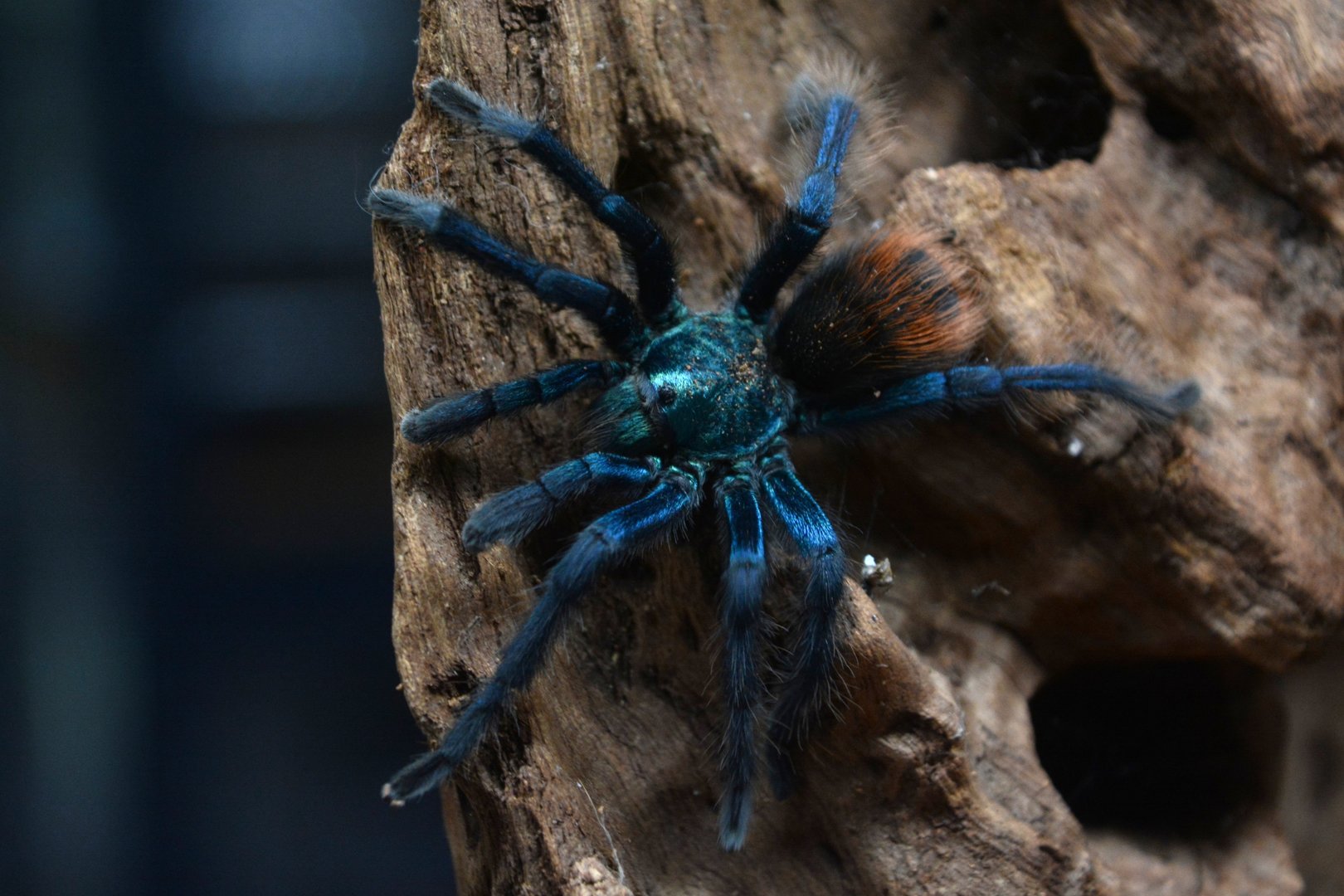 Mexican jade fuego tarantula (Aphonopelma mooreae)