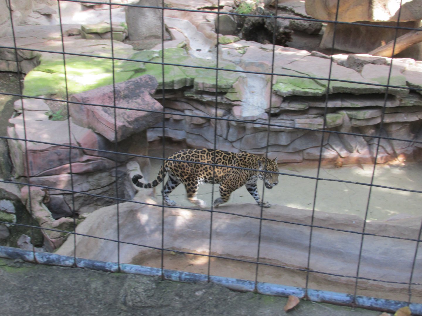 mexican jaguar