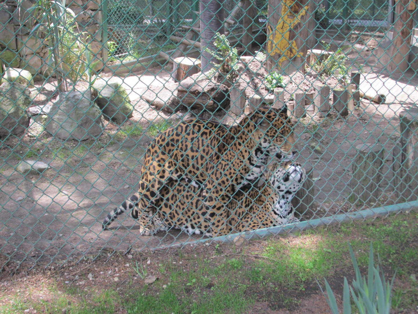 MEXICAN JAGUARS MATING