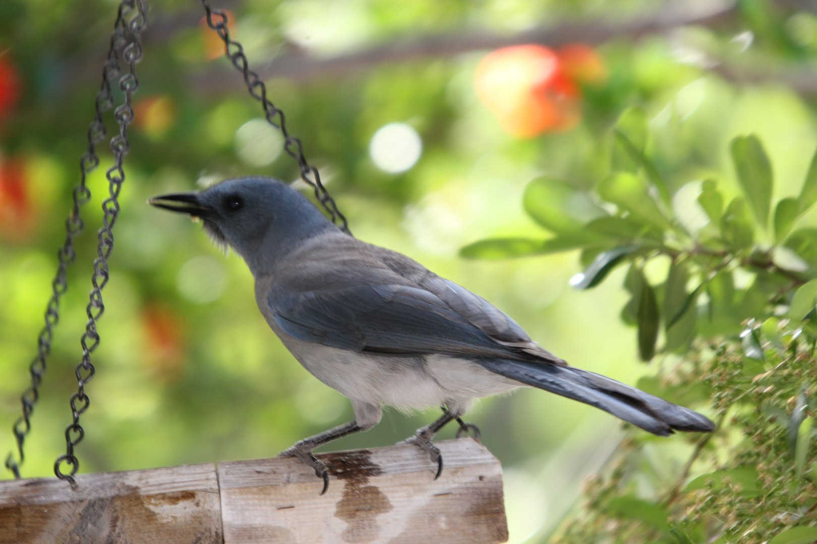 Mexican Jay (Aphelocoma wollweberi)