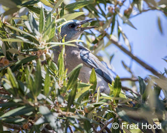 Mexican jay (wild)