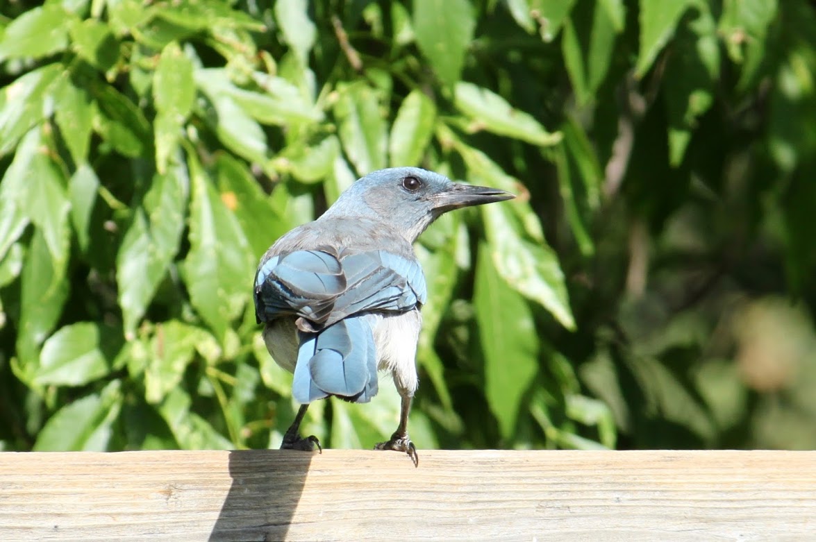 Mexican Jay