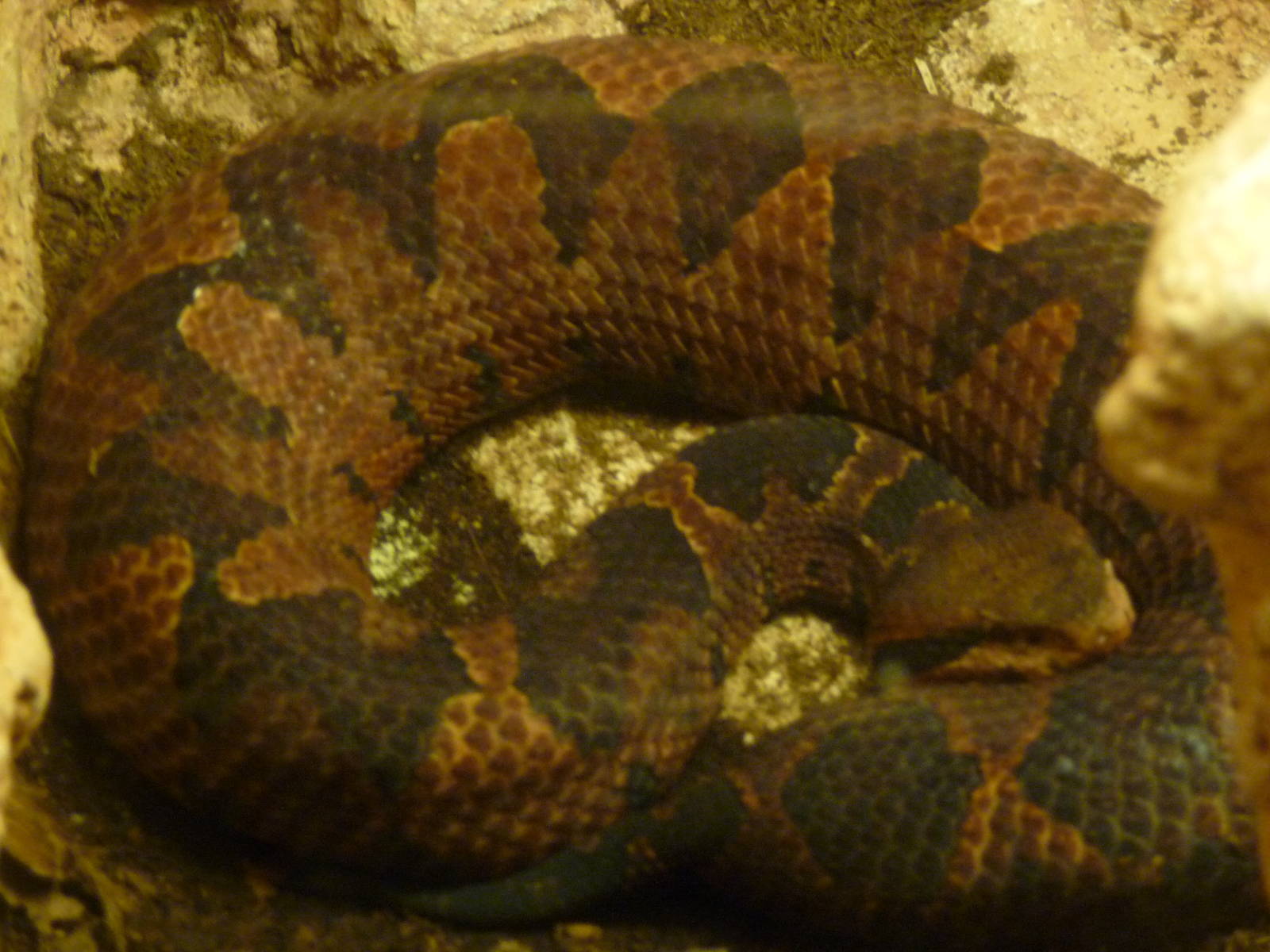 mexican jumping pit viper san juan de aragon zoo