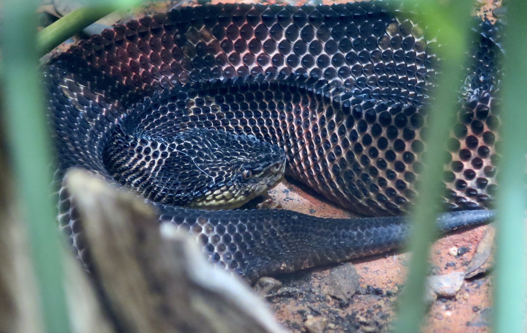 Mexican Jumping Viper (Metlapilcoatlus mexicanus) - melanistic