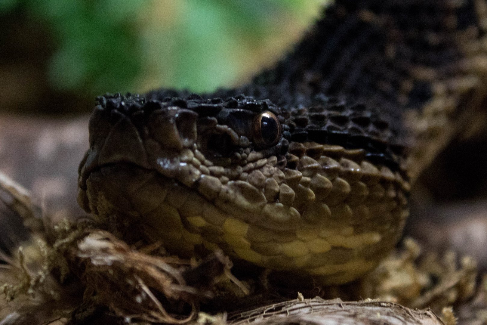 Mexican jumping viper
