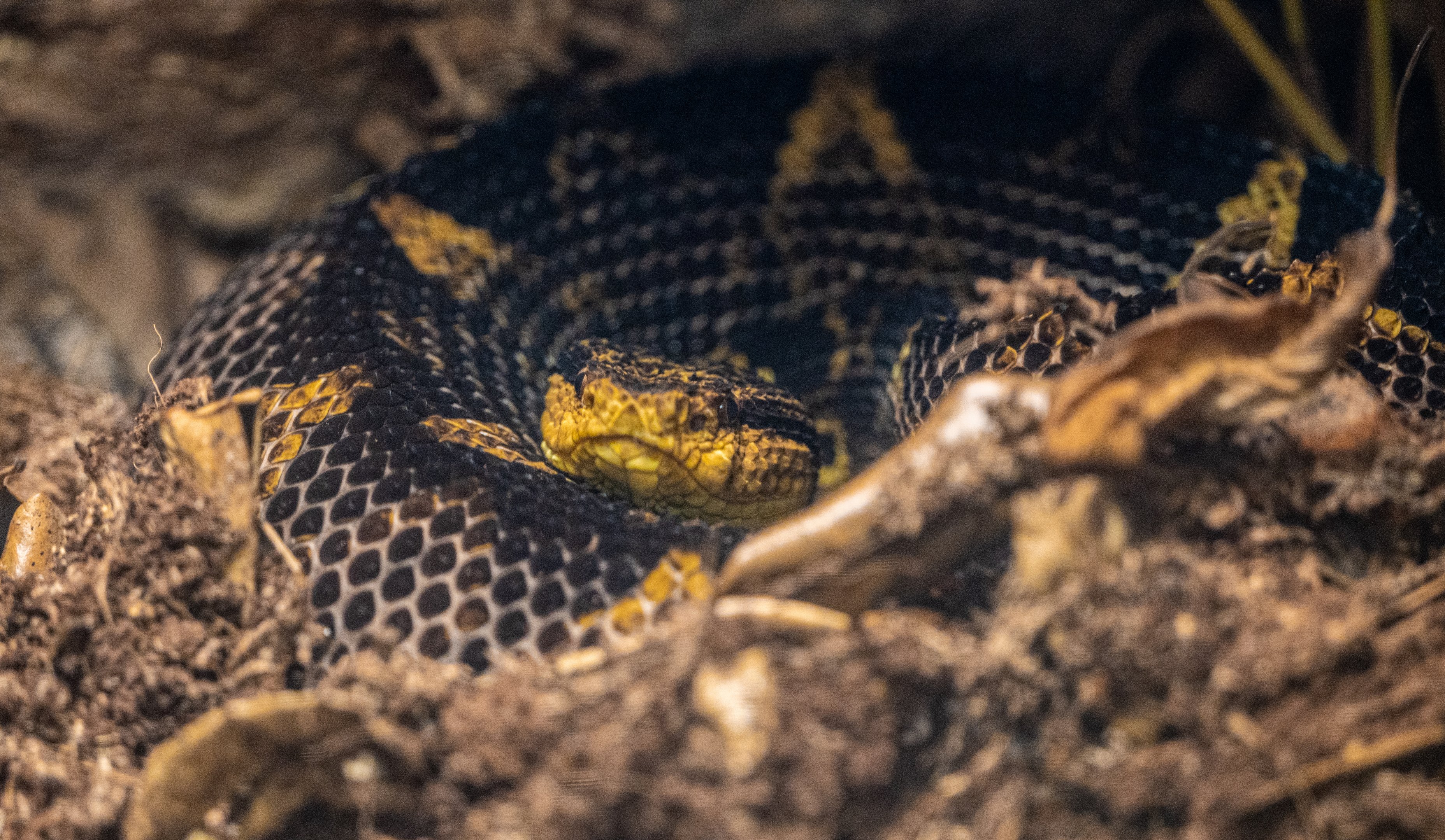 Mexican Jumping Viper