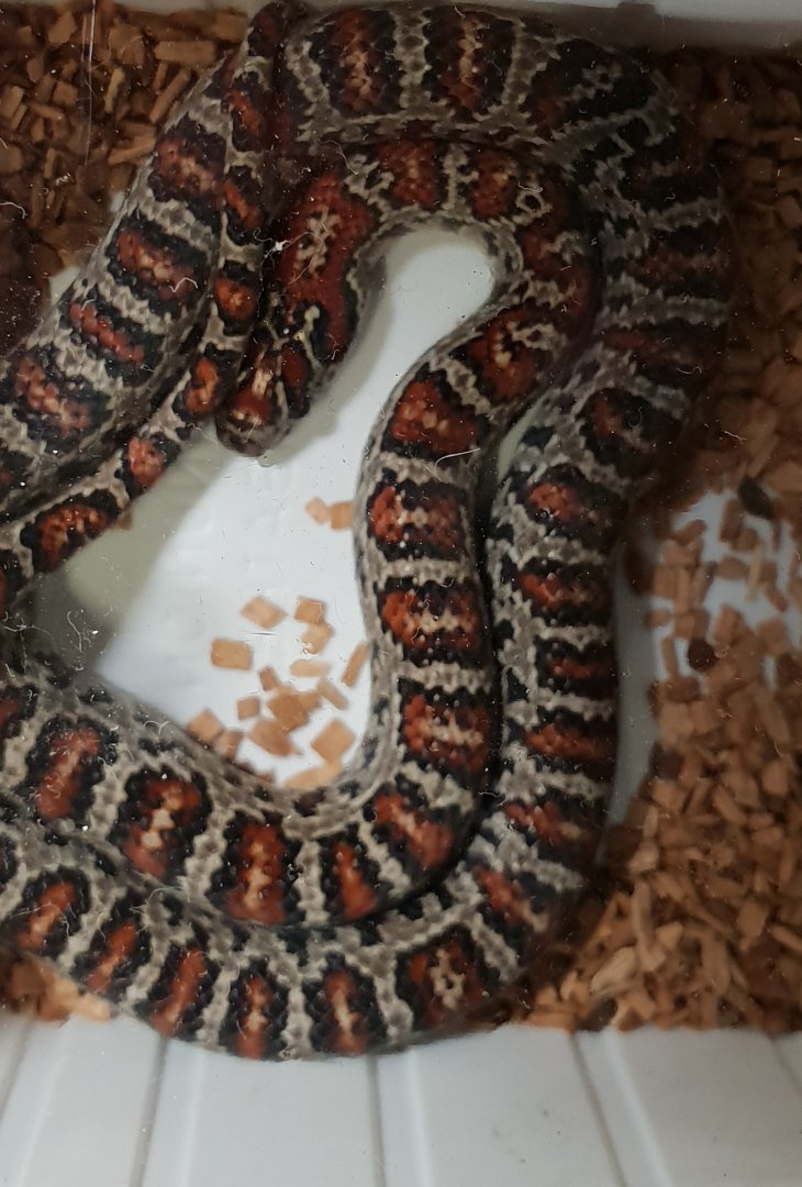 Mexican kingsnake - Lampropeltis mexicana mexicana
