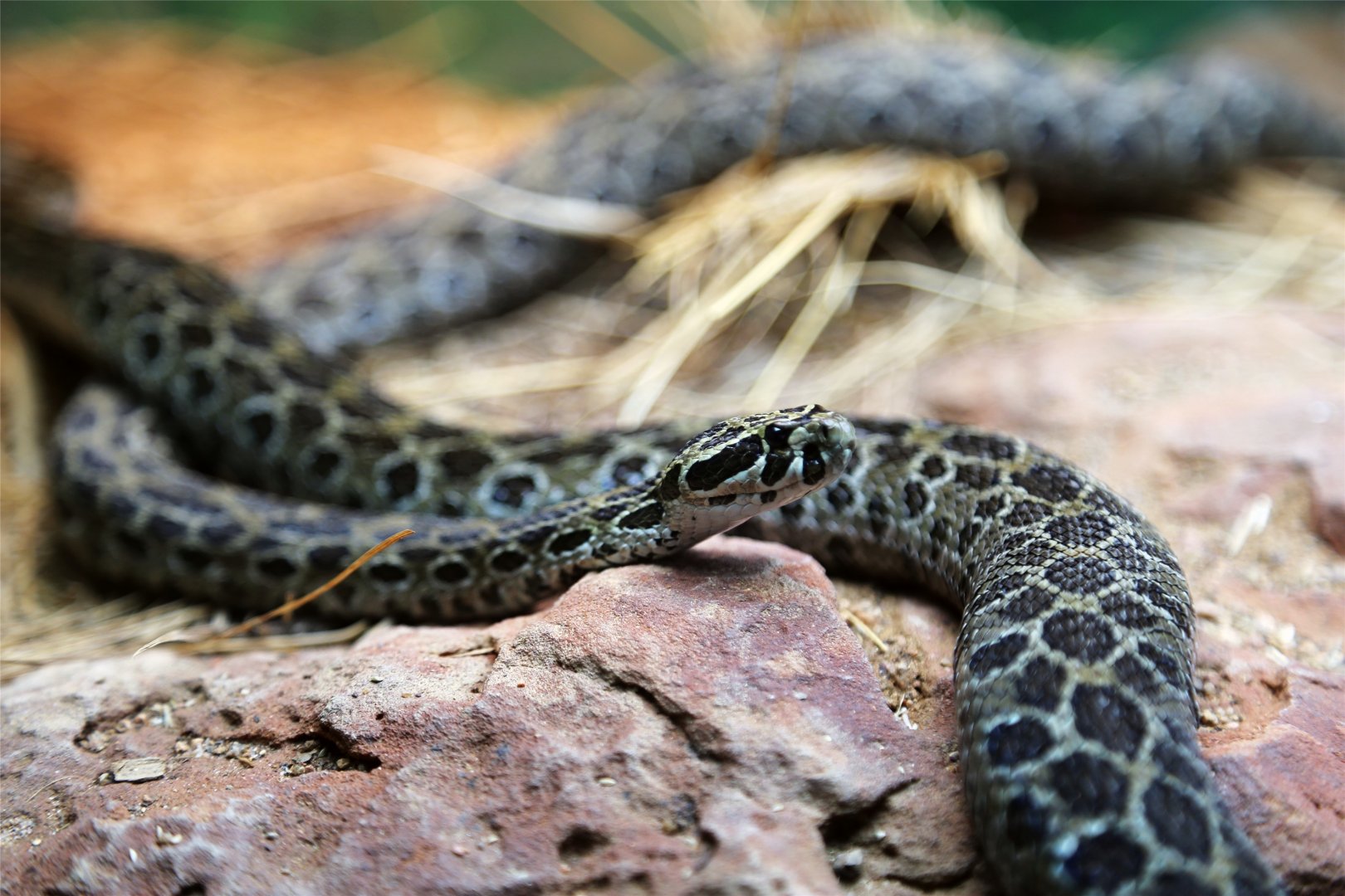 Mexican Lance-headed Rattlesnake (Crotalus polystictus)