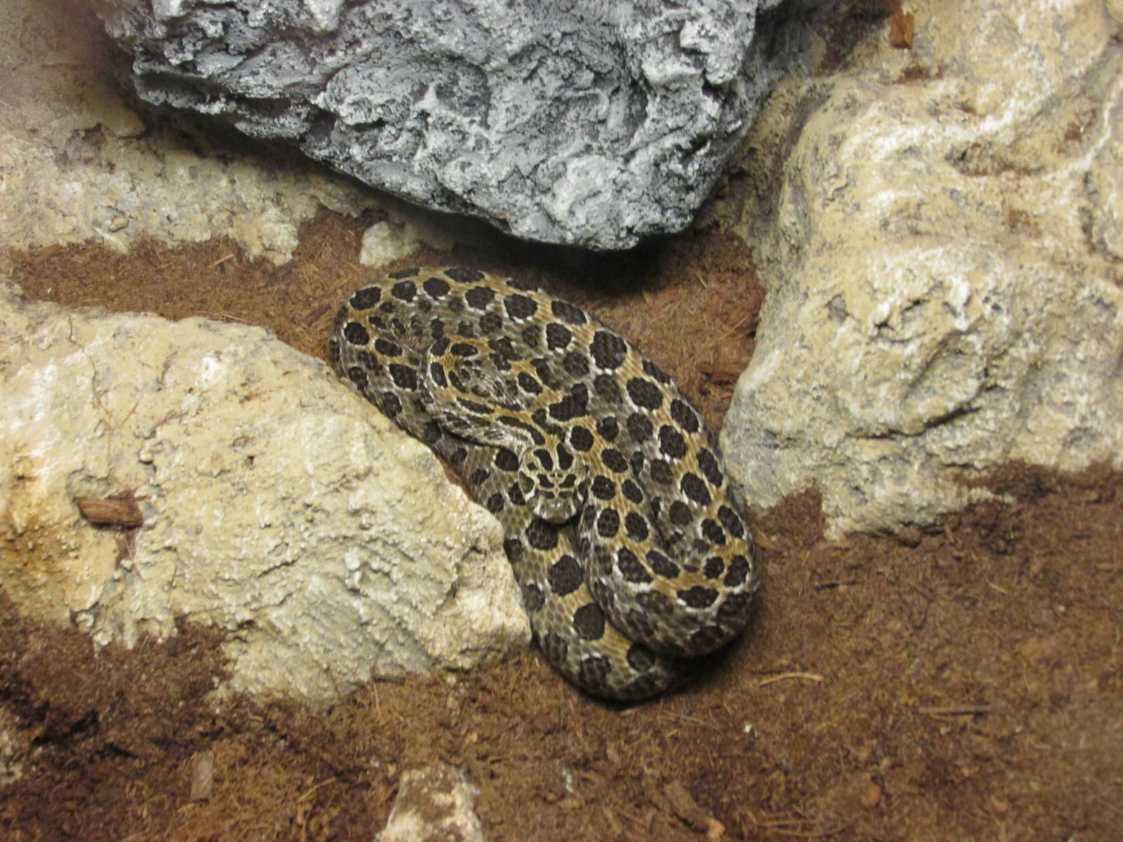 mexican lance headed rattlesnake san juan de aragon zoo