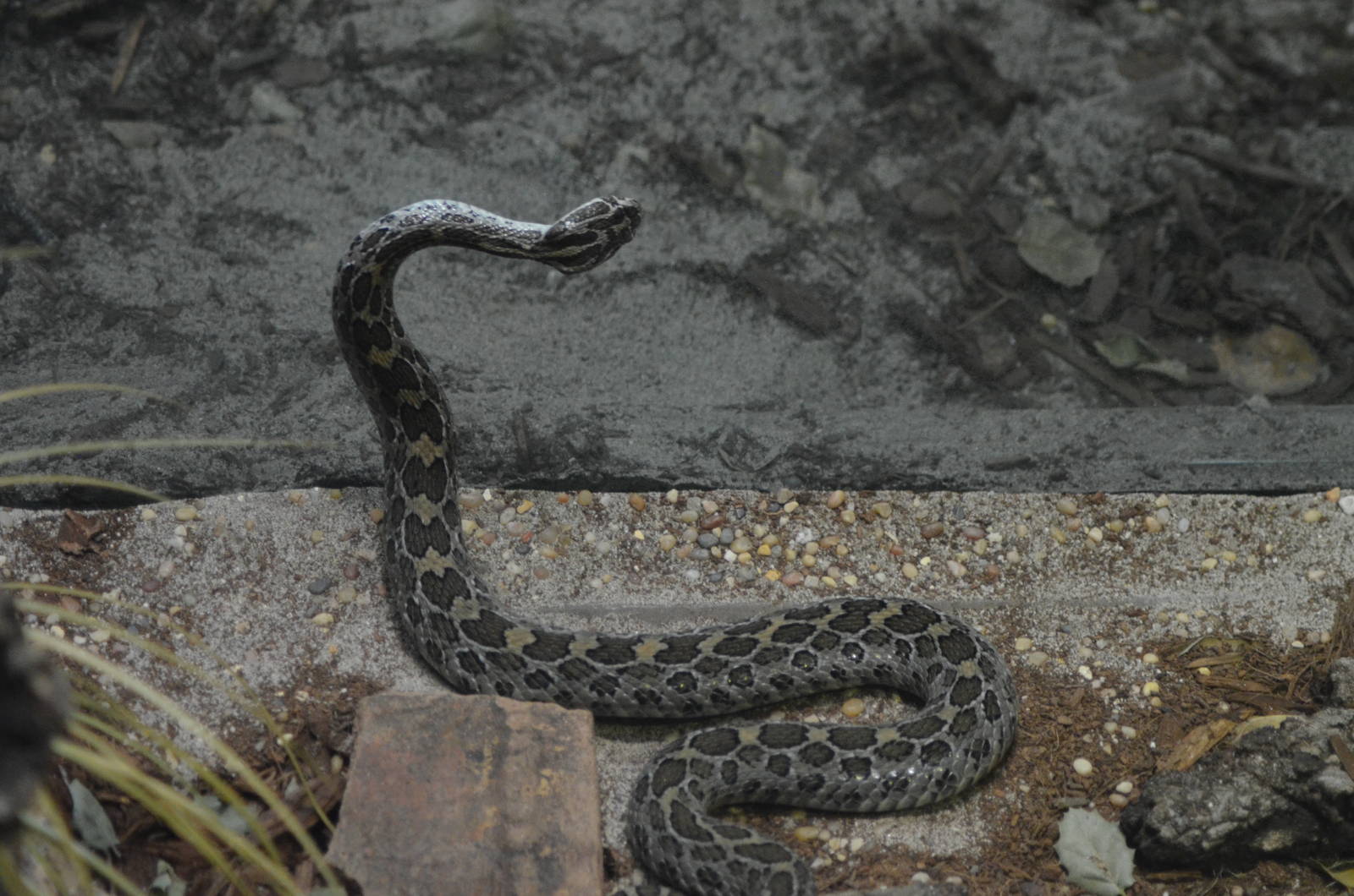 Mexican Lance-headed Rattlesnake