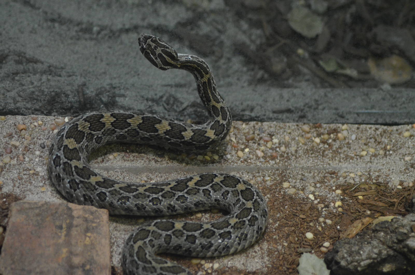 Mexican Lance-headed Rattlesnake