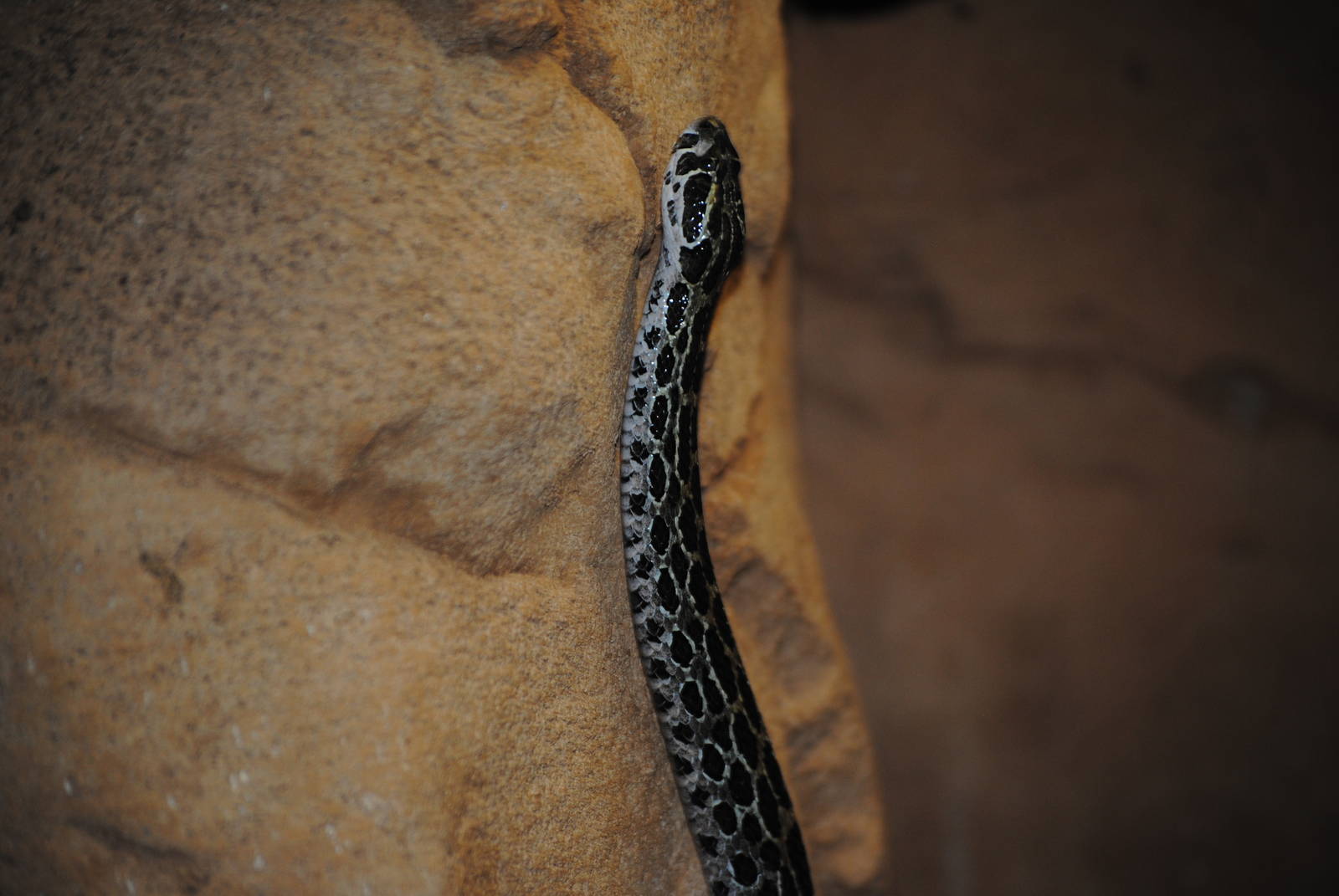 Mexican Lance-Headed Rattlesnake