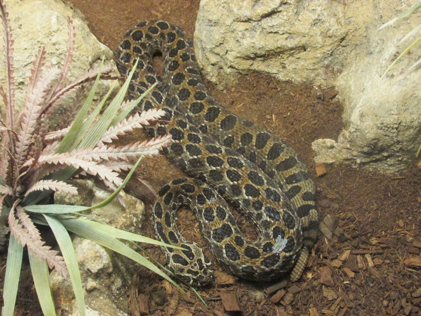 Mexican lance headed rattlesnake