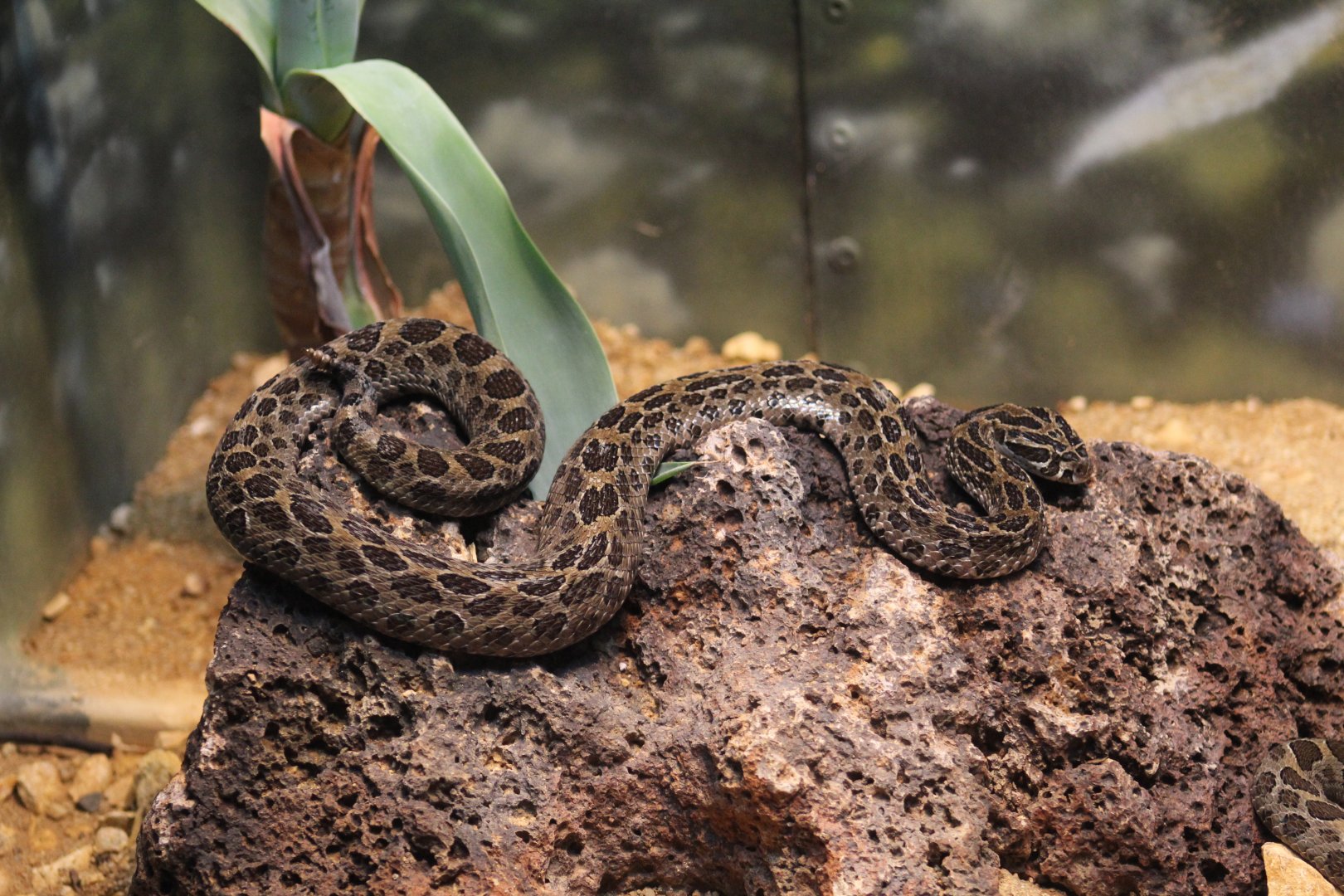 Mexican Lance-Headed Rattlesnake