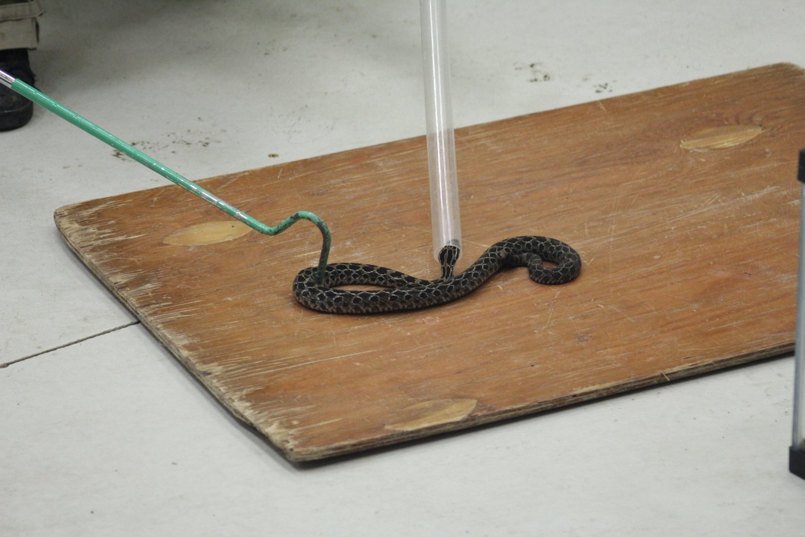 Mexican Lance-Headed Rattlesnake