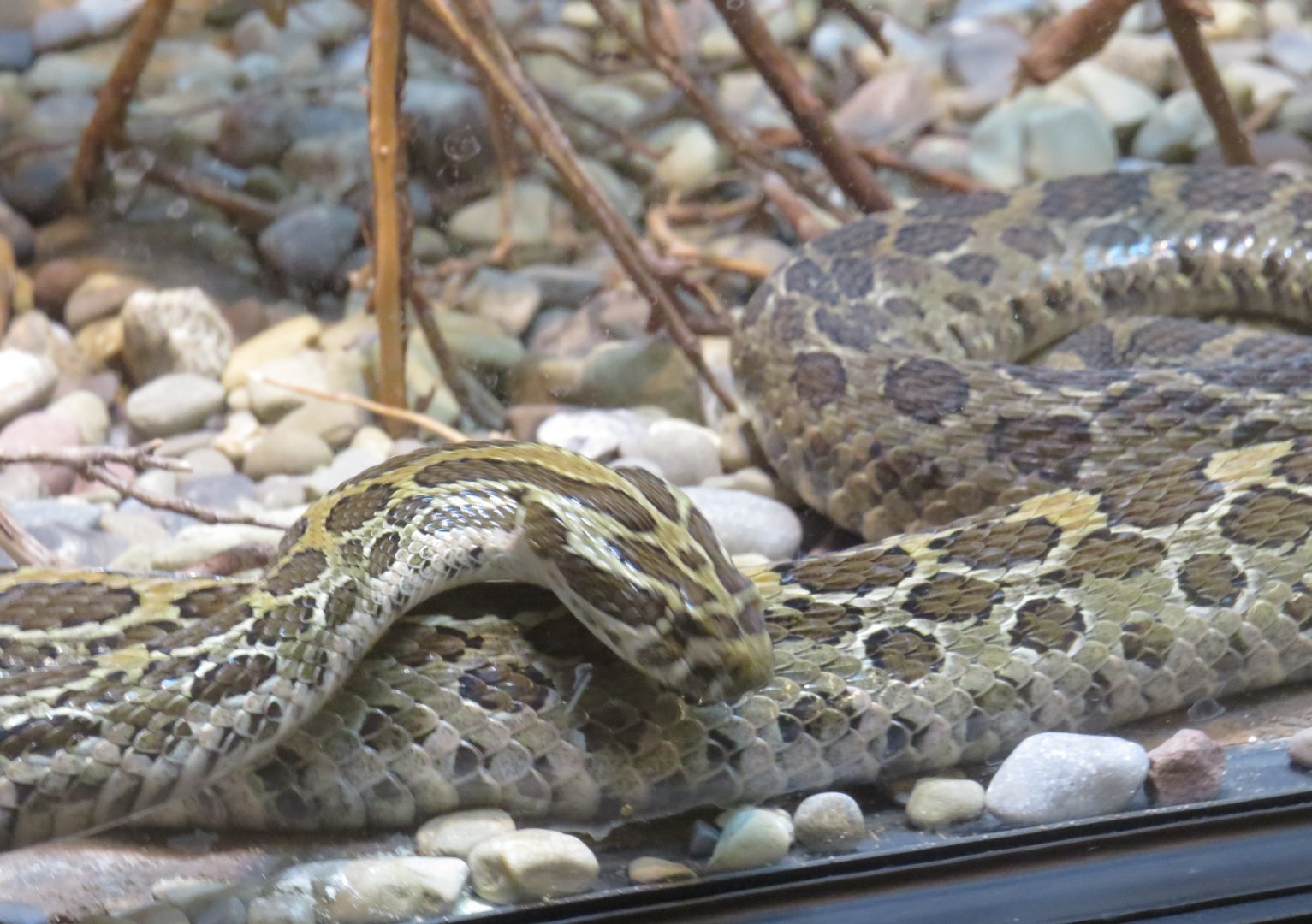 Mexican lance-headed rattlesnake