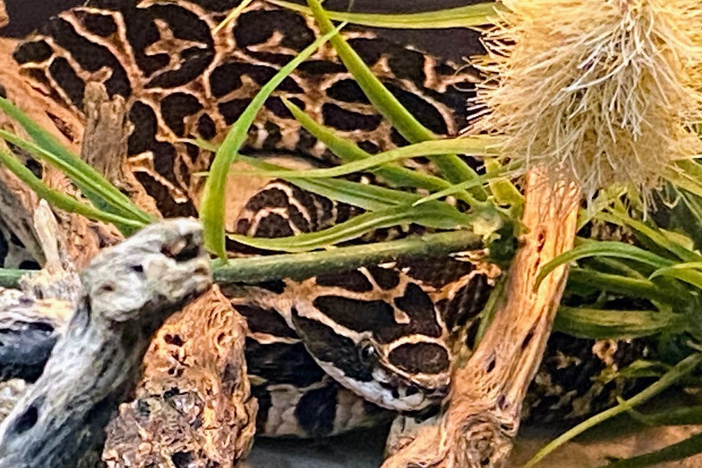 Mexican Lance-headed Rattlesnake