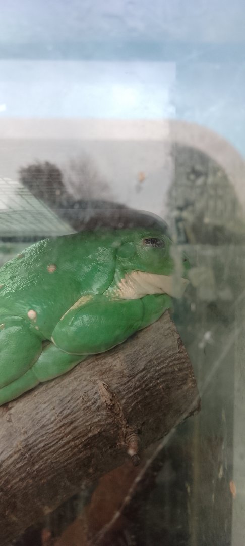 Mexican leaf frog 120425