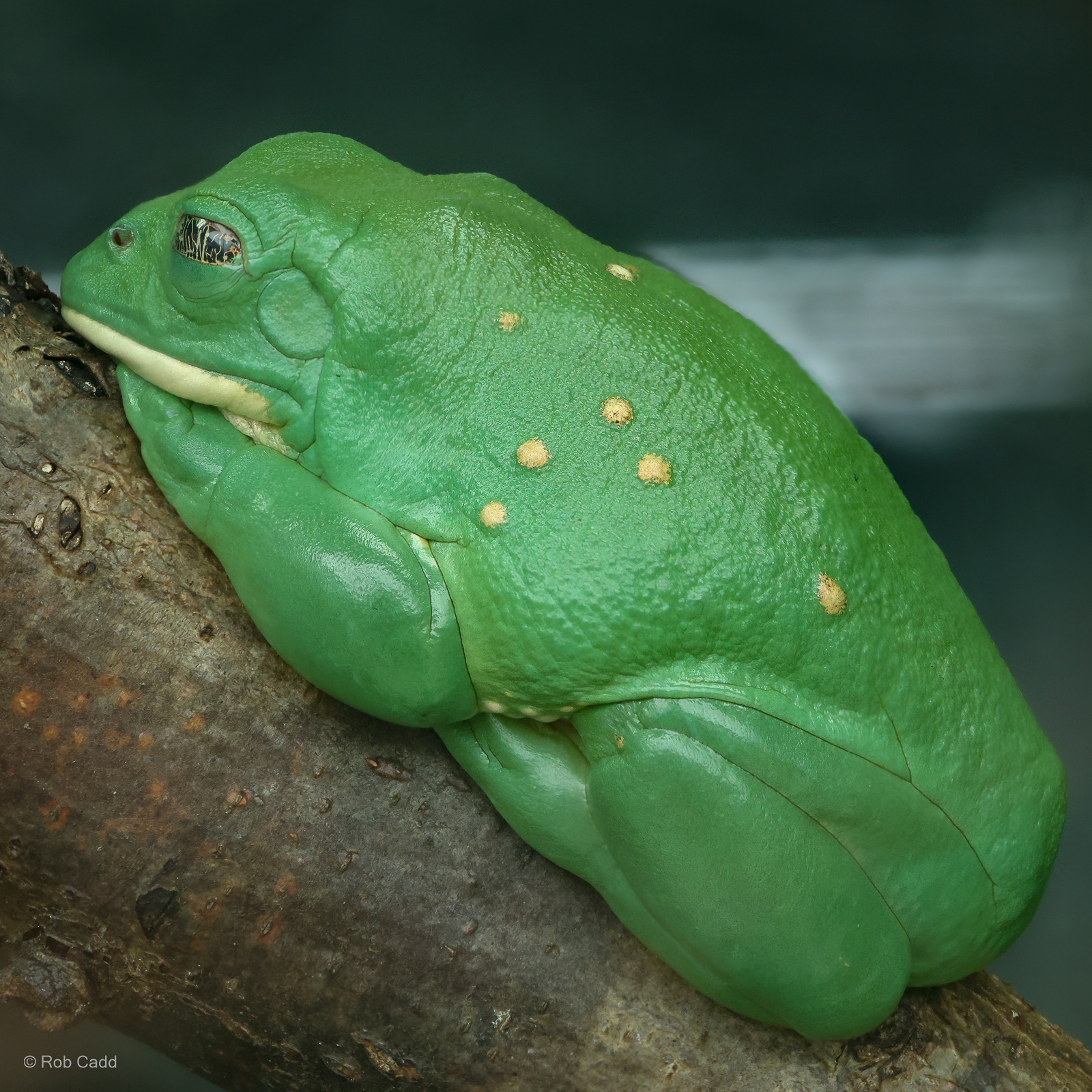 Mexican leaf frog : Cotswold WP : 01 Jun 2024