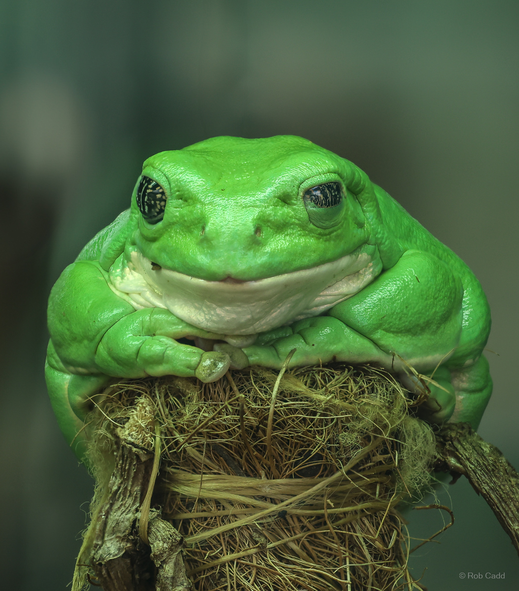Mexican leaf frog : Cotswold WP : 14 Mar 2025