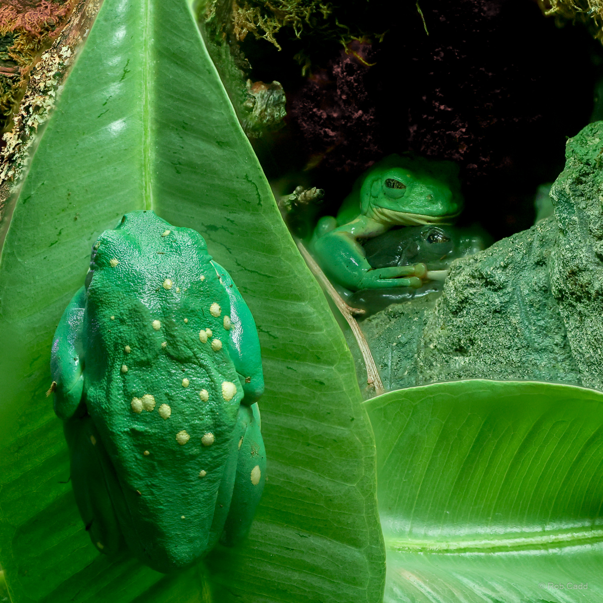 Mexican leaf frog : Cotswold WP : 28 Mar 2025