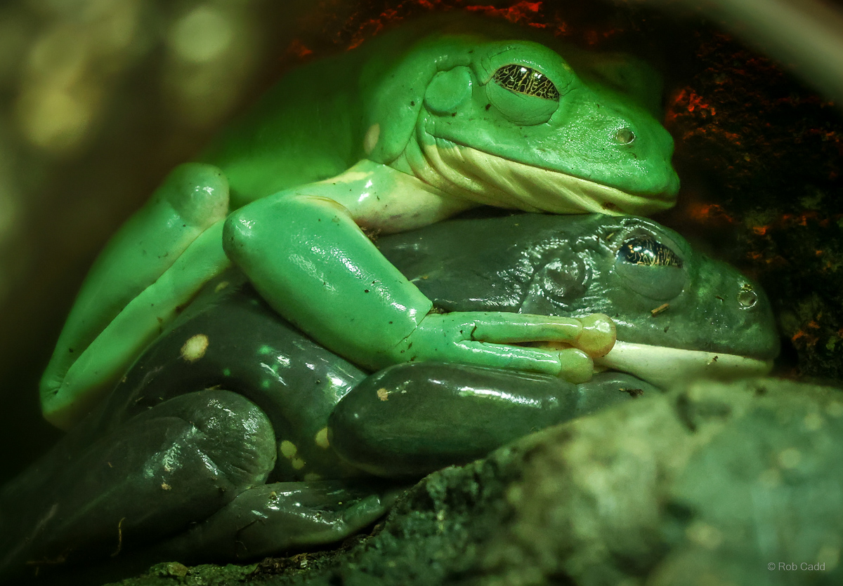 Mexican leaf frog : Cotswold WP : 28 Mar 2025