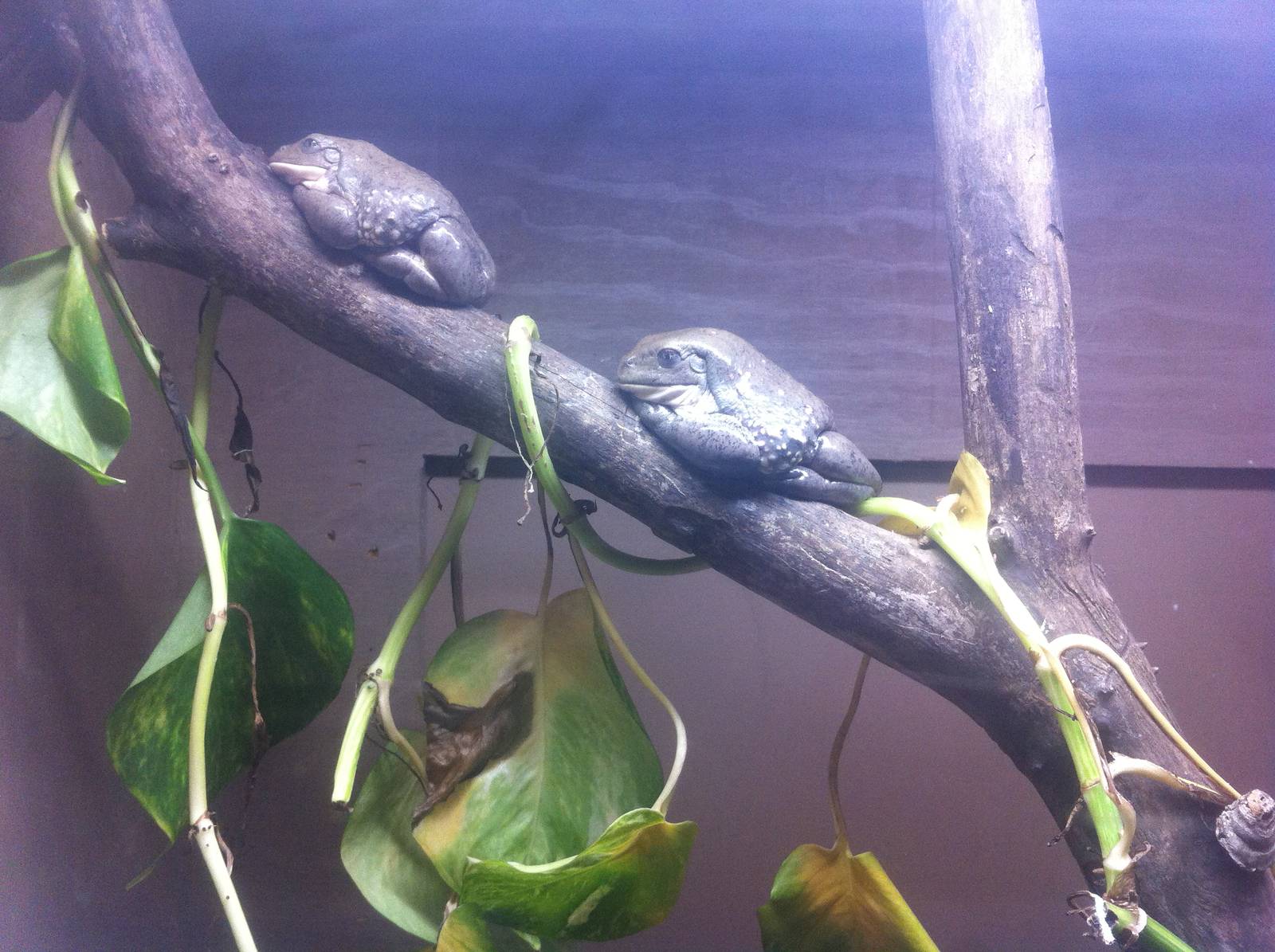 Mexican Leaf Frog (Pachymedusa dacnicolor)