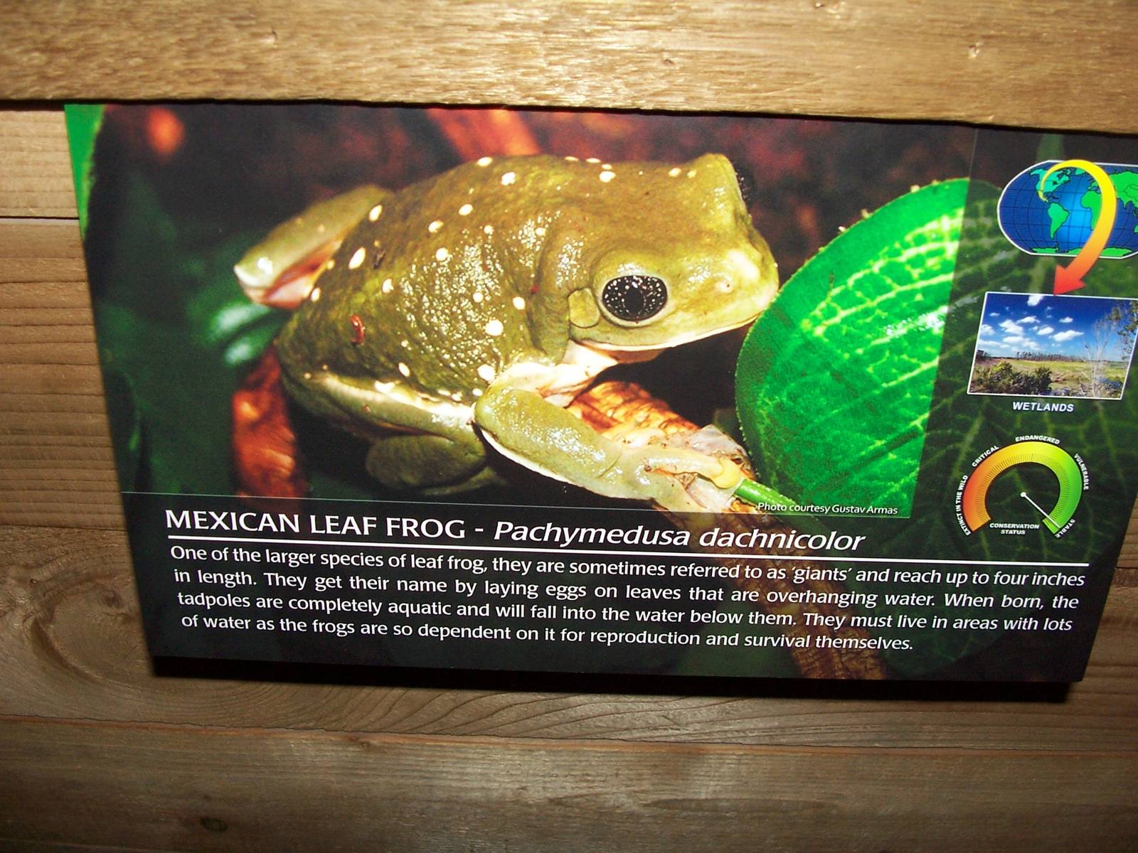 Mexican Leaf Frog - sign