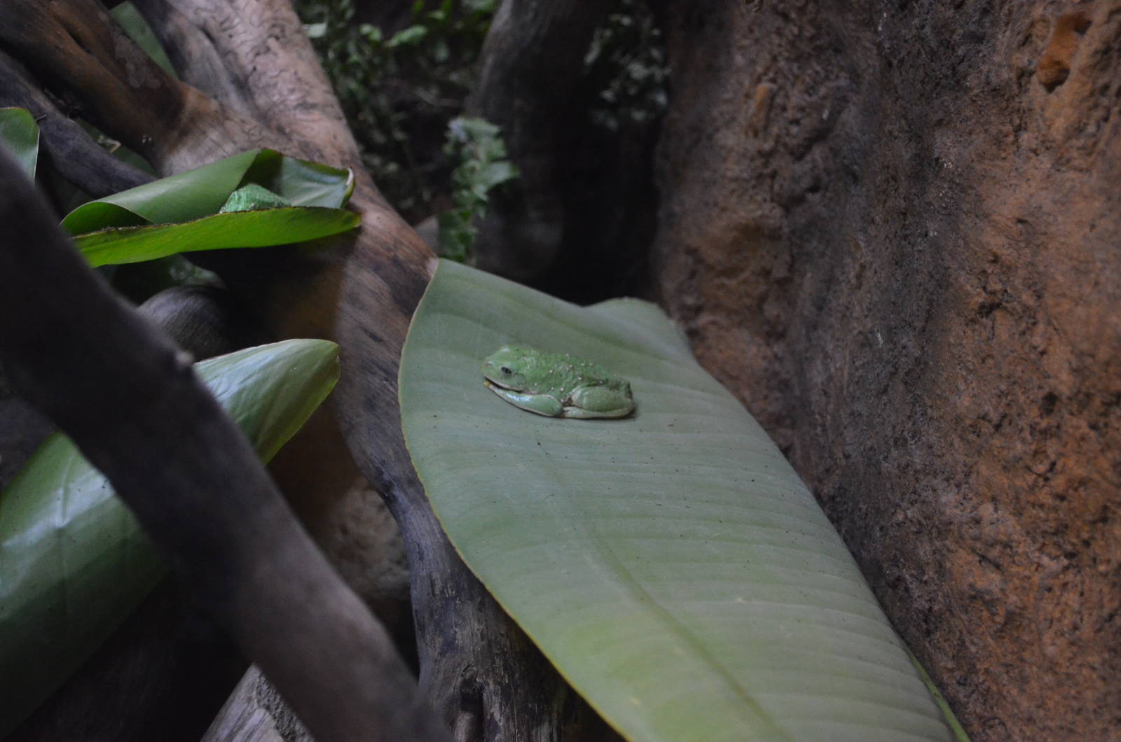 MEXICAN LEAF FROG