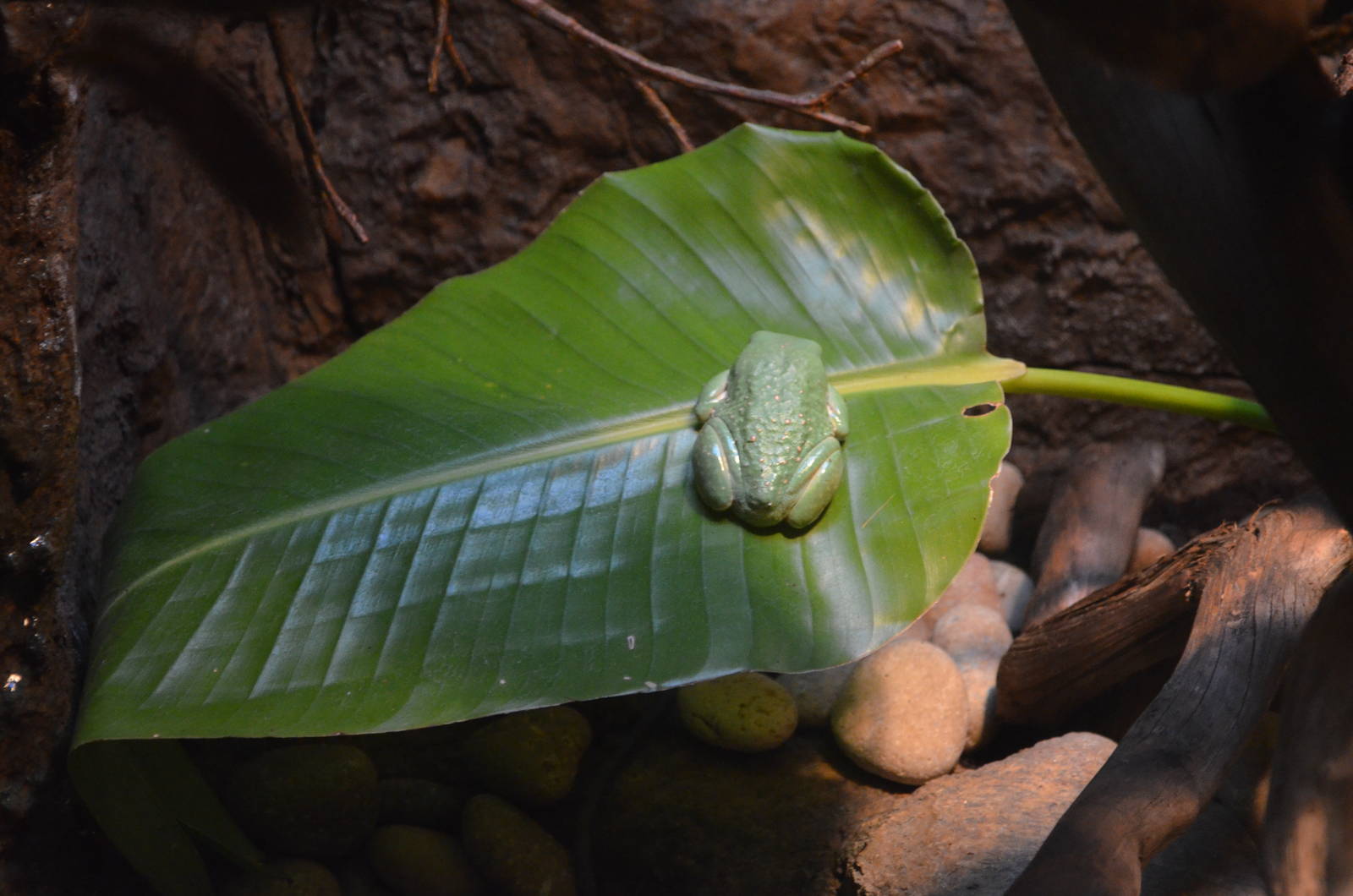 Mexican Leaf Frog