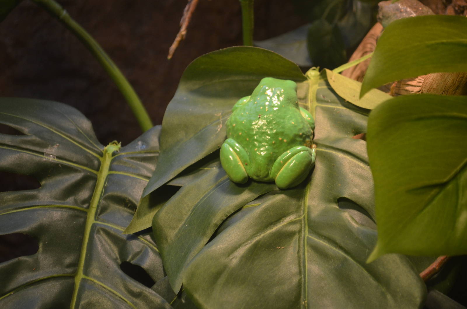 Mexican Leaf Frog