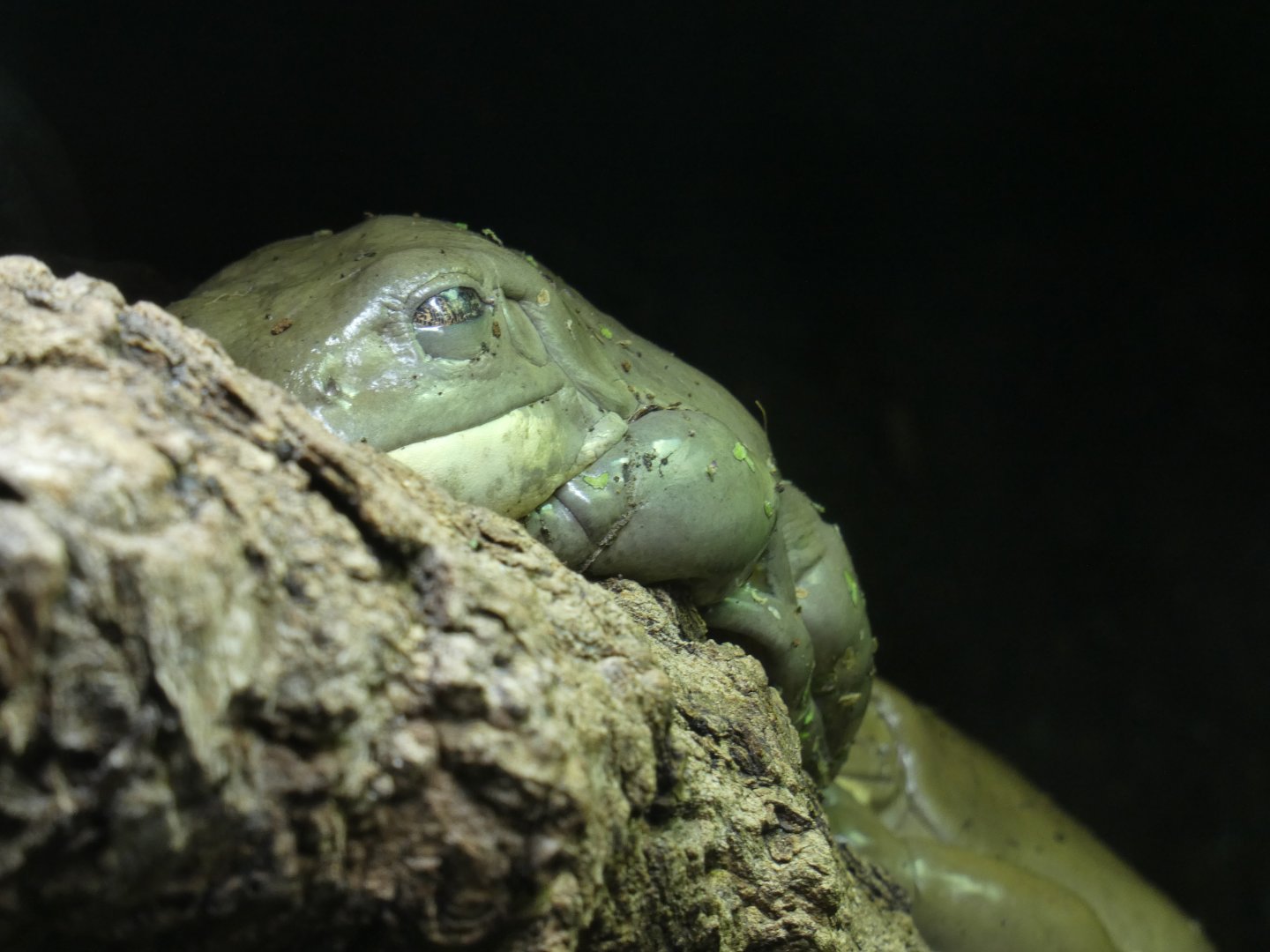 Mexican Leaf Frog