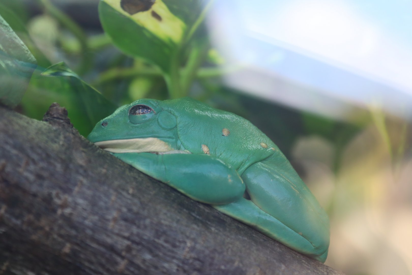 Mexican Leaf Frog