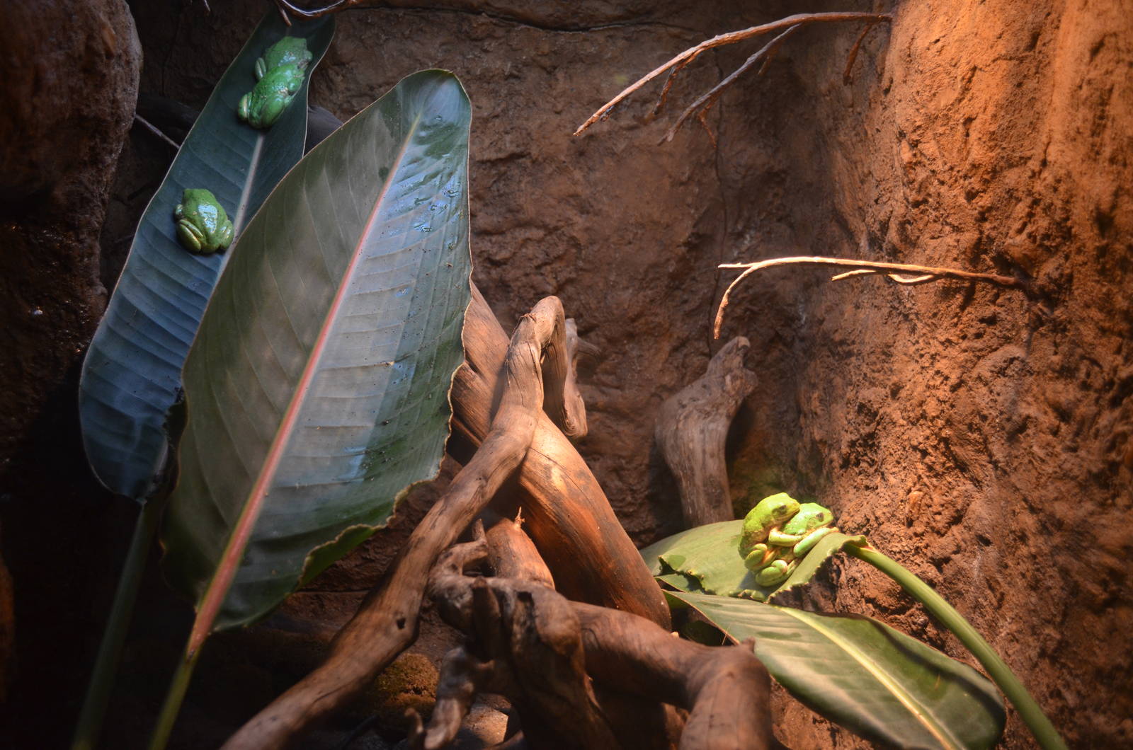 Mexican Leaf Frogs