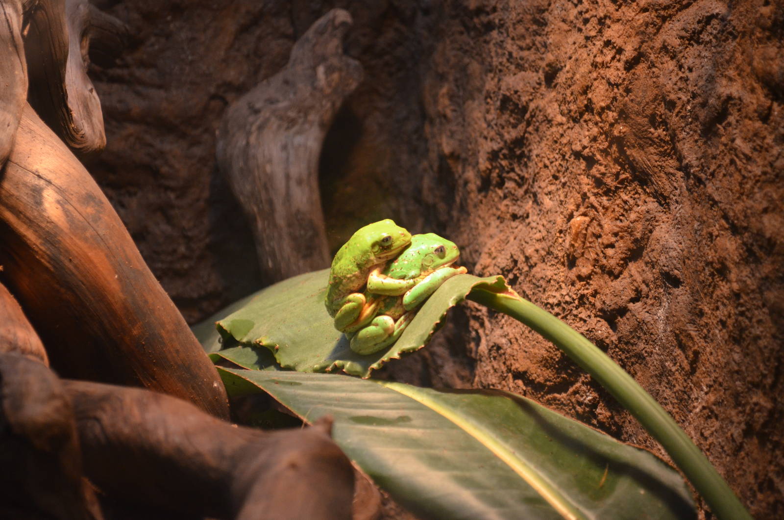 Mexican Leaf Frogs