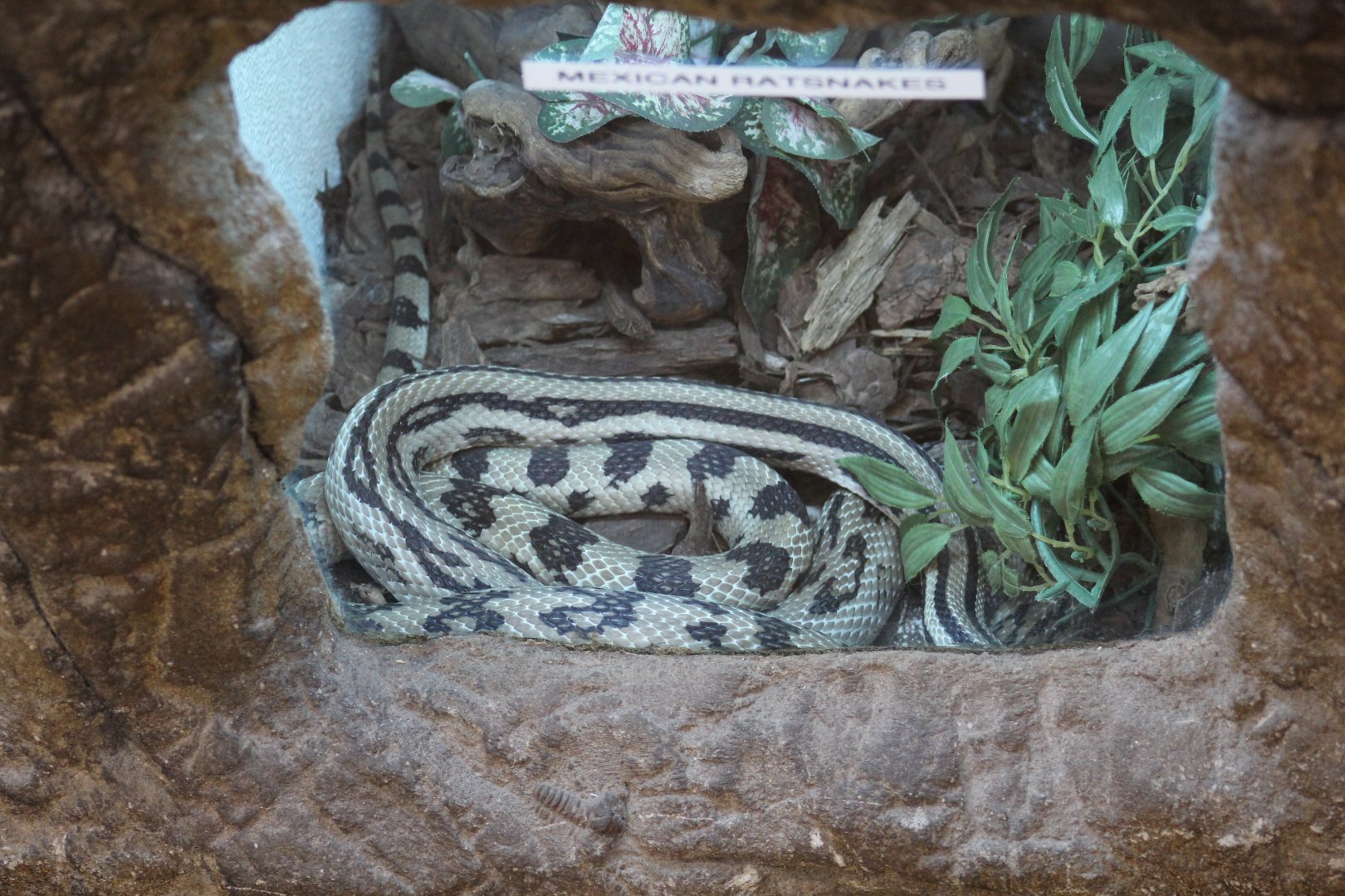 Mexican Lined Gopher Snake