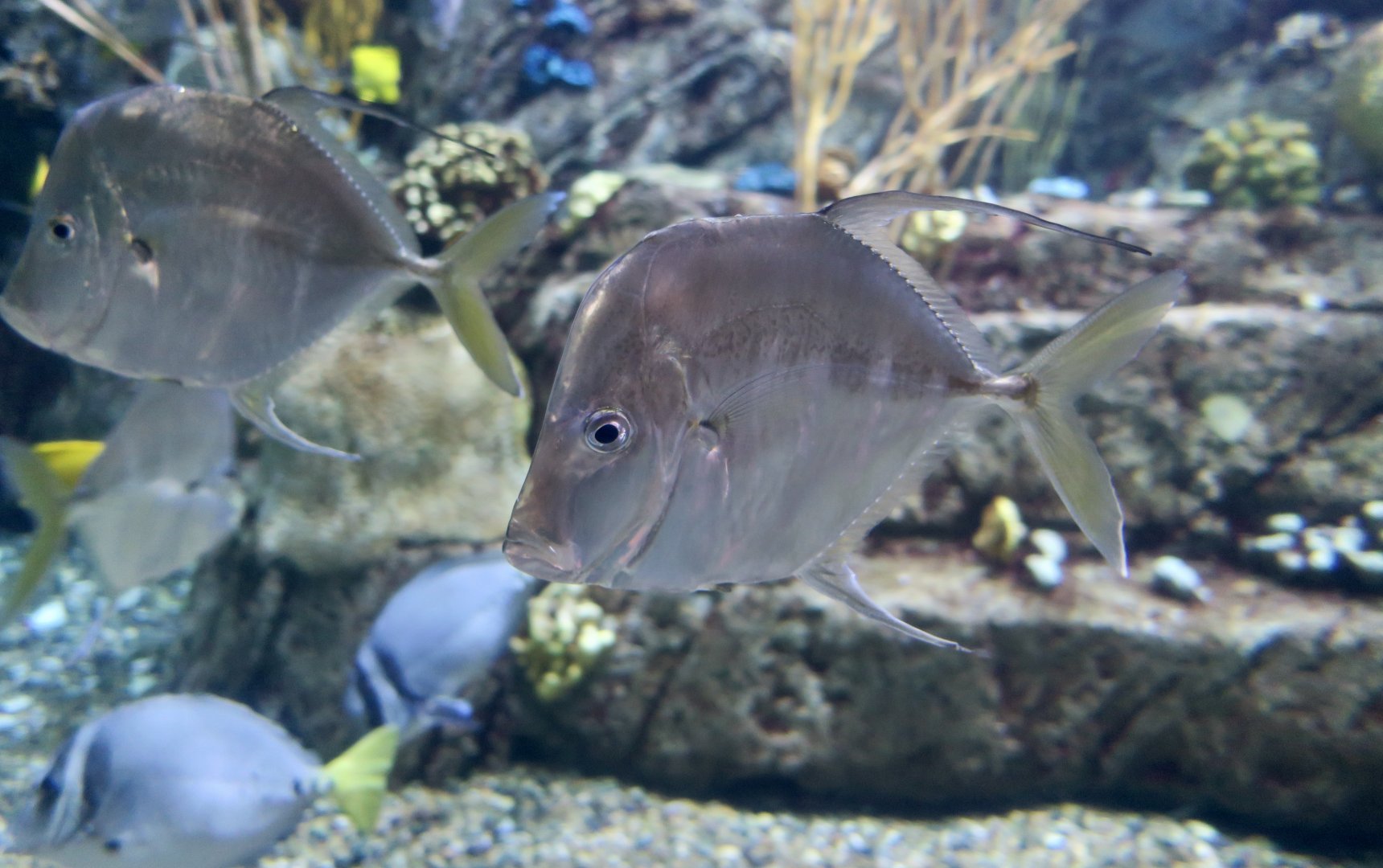 Mexican Lookdown (Selene brevoortii)